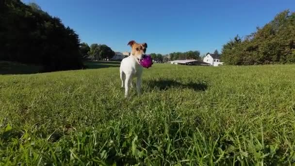 Fröhlicher Hund Der Mit Spielball Spielt Und Durch Einen Üppig — Stockvideo