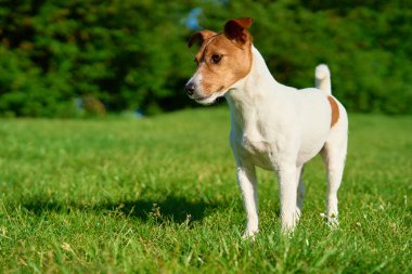 Meraklı Jack Russell Terrier köpeği Güneşli bir günde canlı yeşil bir çayırda duruyor