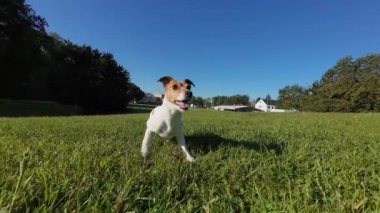 Aktif Jack Russell Terrier yeşil çimlerle çayırda yakalama oyunu oynuyor. Sabah yürüyüşündeki neşeli enerjik köpek. Parkta koşan hayvan