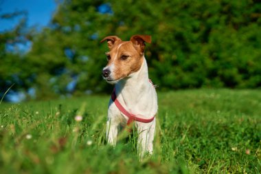Meraklı Jack Russell Terrier köpeği Güneşli bir günde canlı yeşil bir çayırda duruyor