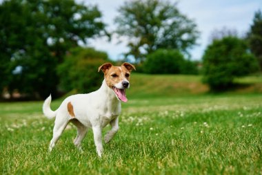 Meraklı Jack Russell Terrier köpeği Güneşli bir günde canlı yeşil bir çayırda dikiliyor. Sabah yürüyüşünde neşeli bir köpek.
