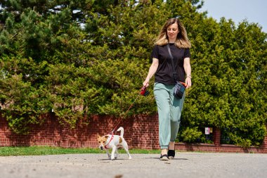 Köpek gezdiricisi ve Jack Russell köpeği, güneşli bir günün tadını çıkarıyorlar. Kadın sokakta köpeğine tasma takıyor. Evcil hayvanıyla sabah yürüyüşünde eğlenen bir kadın