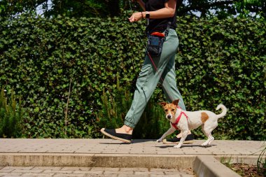 Güneşli bir günde yürürken köpek tasmasını çekiyor. Kadın hayvanına kaldırımda tasma takıyor. Yürüyüş sırasında köpek kötü davranışı.