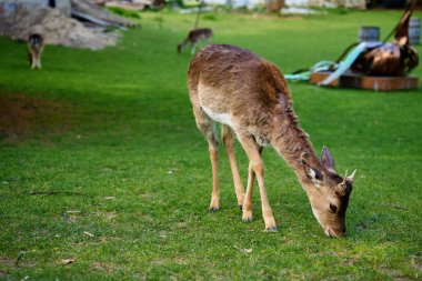 Genç geyik, güneşli bir günde Niemodlin Şatosu 'ndaki parkta yemyeşil çimlerde otluyor.