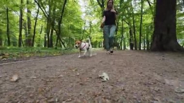 Güneşli bir günde parkta köpeğiyle birlikte yemyeşil ağaçlarla çevrili bir yolda yürüyor. Bayan ev sahibi ve evcil hayvan birlikte vakit geçiriyor. Aktif köpek yürürken tasmasını çeker