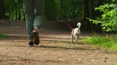 Günlük kıyafetler giyen bir kadın yaz parkında Jack Russell teriyer köpeğini gezdirir. Köpek kırmızı koşum takımı takıyor. Sabah yürüyüşünde sevimli bir hayvan.