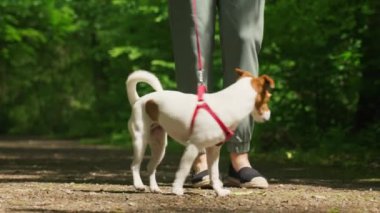 Günlük kıyafetler giyen bir kadın yaz parkında Jack Russell teriyer köpeğini gezdirir. Köpek kırmızı koşum takımı takıyor. Sabah yürüyüşünde sevimli bir hayvan.