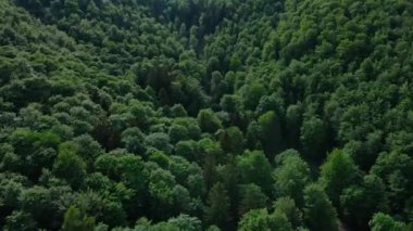 Yoğun ormanlarla kaplı dağların havadan görünüşü. Yaz günü yeşil ağaçların üzerinden uçacağız. Doğa manzarası
