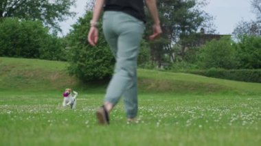 Neşeli köpeğiyle dışarıda oynayan bir kadın. Aktif Jack Russell Terrier köpeği sabah yürüyüşünde oyuncak topla oynar. Şirin hayvan çayırda iyi eğlenceler.