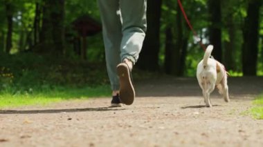 Dişi köpek gezdirici, yaz parkında Jack Russell teriyeri köpeğini gezdirir, tasmayla gezdirir. Sabah yürüyüşünde sevimli bir hayvan. Evcil hayvanıyla dışarıda eğlenen bir kadın