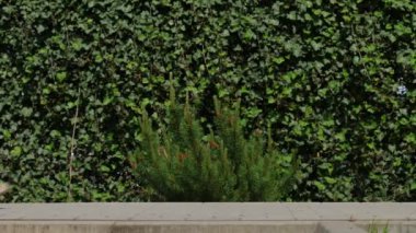 Köpek gezdiricisi ve Jack Russell köpeği, güneşli bir günün tadını çıkarıyorlar. Kadın sokakta köpeğine tasma takıyor. Evcil hayvanıyla sabah yürüyüşünde eğlenen bir kadın