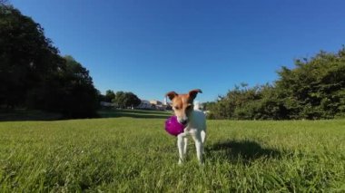 Neşeli köpek oyuncak topuyla oynuyor ve yemyeşil bir parkın etrafında koşuyor. Sabah yürüyüşünde aktif Jack Russell Terrier köpeği. Şirin hayvan çayırda iyi eğlenceler.