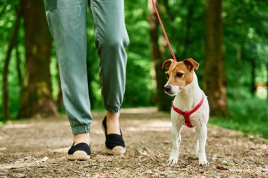 Dişi köpek gezdirici, yaz parkında Jack Russell teriyeri köpeğini gezdirir, tasmayla gezdirir. Sabah yürüyüşünde sevimli bir hayvan. Evcil hayvanıyla dışarıda eğlenen bir kadın