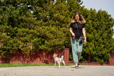 Köpek gezdiricisi ve Jack Russell köpeği, güneşli bir günün tadını çıkarıyorlar. Kadın sokakta köpeğine tasma takıyor. Evcil hayvanıyla sabah yürüyüşünde eğlenen bir kadın