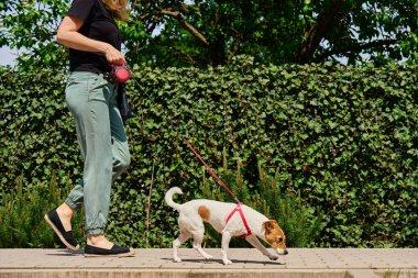 Köpek gezdiricisi ve Jack Russell köpeği, güneşli bir günün tadını çıkarıyorlar. Kadın sokakta köpeğine tasma takıyor. Evcil hayvanıyla sabah yürüyüşünde eğlenen bir kadın