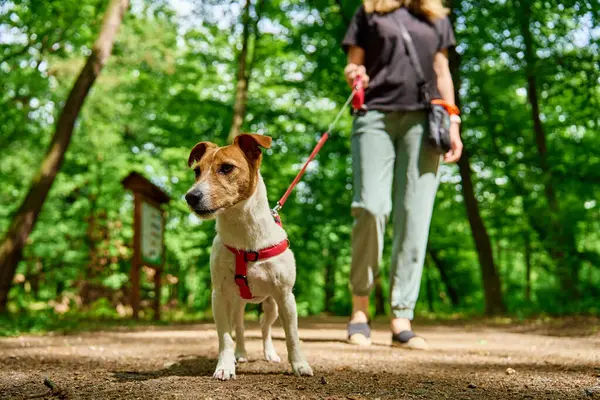 Dişi köpek gezdirici, yaz parkında Jack Russell teriyeri köpeğini gezdirir, tasmayla gezdirir. Sabah yürüyüşünde sevimli bir hayvan. Evcil hayvanıyla dışarıda eğlenen bir kadın