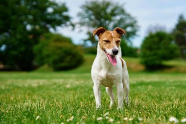 Meraklı köpek yeşil çimlerin üzerinde duruyor, dili dışarı çıkıyor. Açık havada evcil hayvan. Sevimli Jack Russell Teriyer portresi