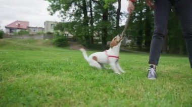 Sahibi yeşil tarlada köpekle oynuyor, köpeği eğiten kadın dışarıda gezerken çubuğu ısırıyor kadın köpeğini eğitirken, evcil hayvan ısırıkları dışarıda yürürken yapışıyor.