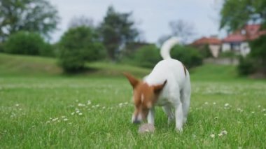 Neşeli köpek oyuncak topuyla oynuyor ve yemyeşil bir parkın etrafında koşuyor. Sabah yürüyüşünde aktif Jack Russell Terrier köpeği. Şirin hayvan çayırda iyi eğlenceler.