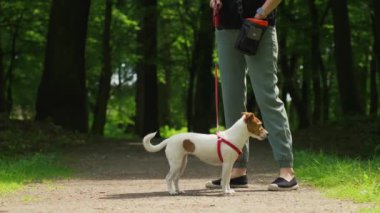 Dişi köpek gezdirici, yaz parkında Jack Russell teriyeri köpeğini gezdirir, tasmayla gezdirir. Sabah yürüyüşünde sevimli bir hayvan. Evcil hayvanıyla dışarıda eğlenen bir kadın