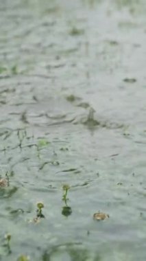 Su birikintisine düşen yağmur damlalarının yakın çekimi. Yağmurlu bir gün. Şiddetli yağmurlu kötü hava