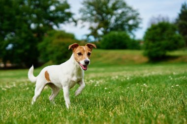 Meraklı köpek yeşil çimlerin üzerinde duruyor, dili dışarı çıkıyor. Açık havada evcil hayvan. Sevimli Jack Russell Teriyer portresi