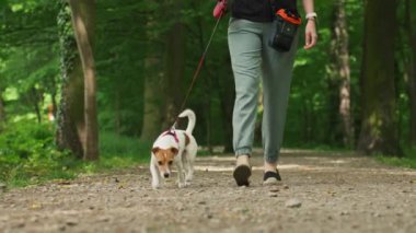 Dişi köpek gezdirici, yaz parkında Jack Russell teriyeri köpeğini gezdirir, tasmayla gezdirir. Sabah yürüyüşünde sevimli bir hayvan. Evcil hayvanıyla dışarıda eğlenen bir kadın