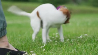 Neşeli köpeğiyle dışarıda oynayan bir kadın. Aktif Jack Russell Terrier köpeği sabah yürüyüşünde oyuncak topla oynar. Şirin hayvan çayırda iyi eğlenceler.
