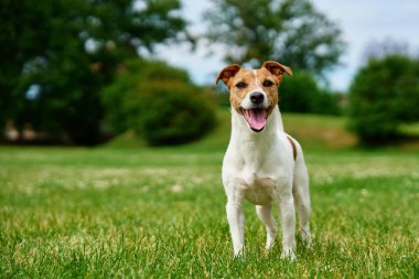 Meraklı Jack Russell Terrier köpeği Güneşli bir günde canlı yeşil bir çayırda dikiliyor. Sabah yürüyüşünde neşeli bir köpek.
