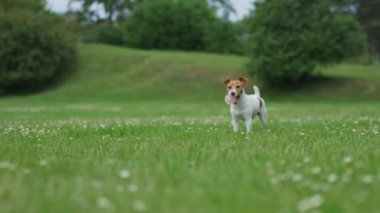 Jack Russell Terrier yeşil çimlerin üzerinde duruyor ve dikkatle bakıyor. Açık havada çekilmiş bir köpek portresi.