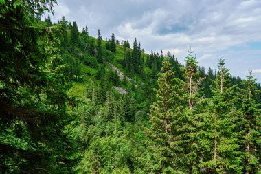 Güzel dağ manzarası yemyeşil çimlerle ve bulutlu gökyüzünün altında çam ağaçlarıyla kaplıydı.