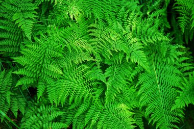 Eğreltiotu arka plan bırakır. Canlı yeşil yaprakların yakın plan görüntüsü. Doğal güzellik.