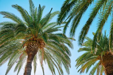 Yaprakları açık mavi gökyüzüne doğru yayılan palmiye ağaçlarının yukarıdan görünüşü. Yeşil yapraklı tropik ağaçlarla yaz arkaplanı