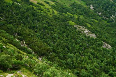 Dağ yamacını saran yemyeşil ağaçları olan yoğun bir orman. Doğa yürüyüşü ve maceralar.