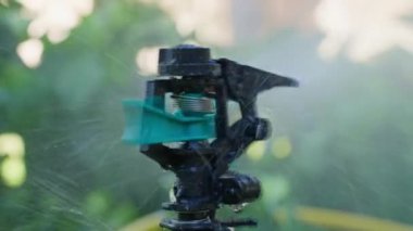 Bahçedeki fıskiyeler bahçedeki yemyeşil bitkileri ağaçlar ve çimlerle suluyor. Sulama sistemi, sıcak yaz gününde şehirde bitki bakımı için çalışır.