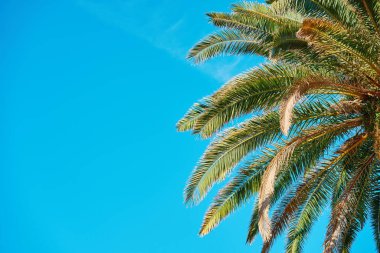Yaprakları açık mavi gökyüzüne doğru yayılmış palmiye ağaçlarının yukarıdaki görüntüsü. Yeşil yapraklı tropik ağaçlarla yaz arkaplanı