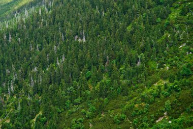 Dağ yamacını saran yemyeşil ağaçları olan yoğun bir orman. Doğa yürüyüşü ve maceralar.