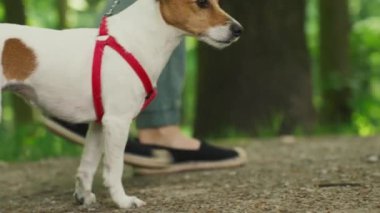 Dişi köpek gezdirici, yaz parkında Jack Russell teriyeri köpeğini gezdirir, tasmayla gezdirir. Sabah yürüyüşünde sevimli evcil hayvanlı bir kadın.