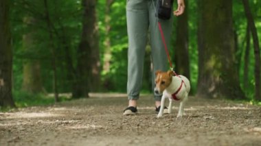 Yaz parkında evcil hayvanını tasmayla gezdiren bir kadın. Yürüyüş sırasında köpek kötü davranışı.