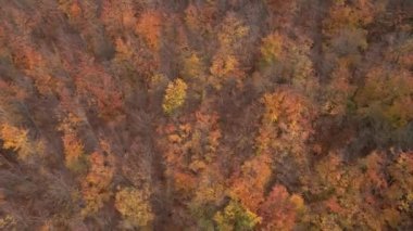 Dağlarda renkli ağaçlar olan sonbahar ormanlarının havadan görünüşü. Doğa manzarası