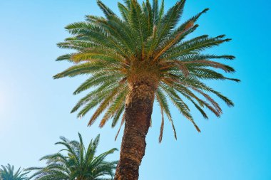 Yaprakları açık mavi gökyüzüne doğru yayılan palmiye ağaçlarının yukarıdan görünüşü. Yeşil yapraklı tropik ağaçlarla yaz arkaplanı