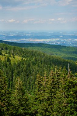 Güzel dağ manzarası yemyeşil çimlerle ve bulutlu gökyüzünün altında çam ağaçlarıyla kaplıydı.