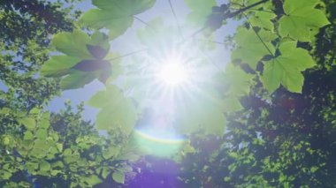 Güneş ışınları yeşil orman yapraklarının arasından yaz günü parlıyor. Parkta güneşli bir sabah. Doğa arkaplanı