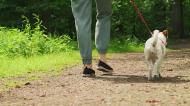 Dişi köpek gezdirici, yaz parkında Jack Russell teriyeri köpeğini gezdirir, tasmayla gezdirir. Sabah yürüyüşünde sevimli evcil hayvanlı bir kadın.