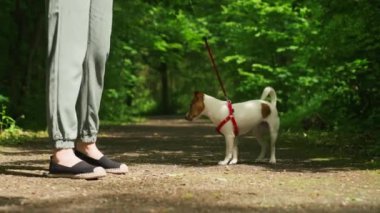 Dişi köpek gezdirici, Jack Russell teriyeri köpeğini yaz parkında gezdirip onu hediyelerle besliyor. Sabahları köpek eğiten kadın yürüyüşü