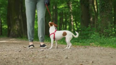 Dişi köpek gezdirici, yaz parkında Jack Russell teriyeri köpeğini gezdirir, tasmayla gezdirir. Sabah yürüyüşünde sevimli bir hayvan. Evcil hayvanıyla dışarıda eğlenen bir kadın