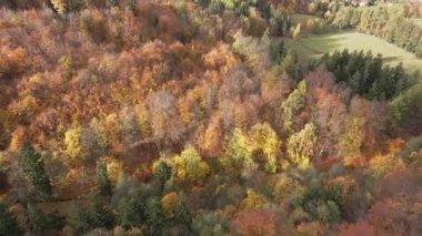 Dağlarda renkli ağaçlar olan sonbahar ormanlarının havadan görünüşü. Doğa manzarası