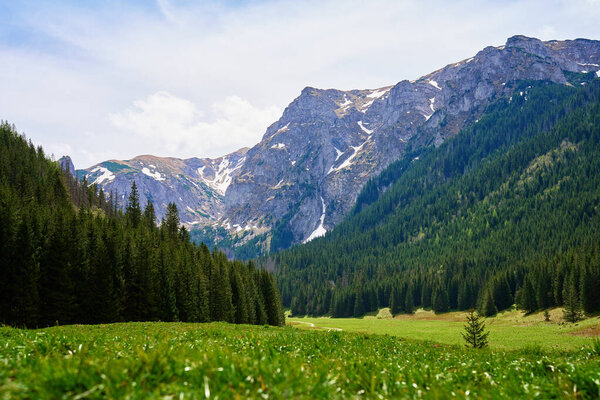 Горный пейзаж с зеленым лугом, окруженный сосновыми лесами и снежными вершинами под ясным небом. Татры в Закопане, Польша. Гивонтский саммит