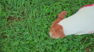 Kırmızı koşumlu köpeğin dışarıda yürürken çimenleri koklamasını. Meraklı Jack Russell Terrier 'in üst görüntüsü