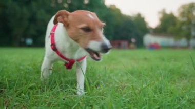 Çayırda yeşil çimen yiyen neşeli köpek. Aktif Jack Russell teriyer köpeği midesini temizliyor. Hayvan bakımı